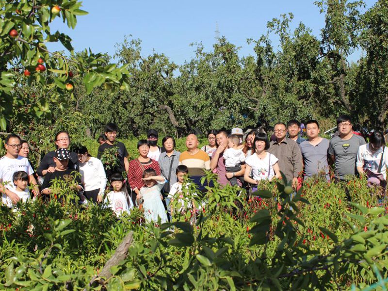 集團(tuán)公司舉行迎國慶采摘活動